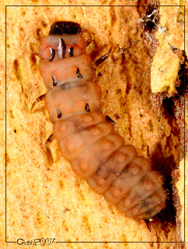 Larva di Anthocomus rufus